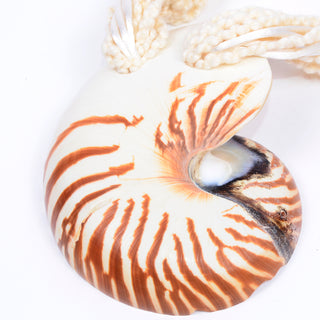 Rare Chambered Nautilus Tiger Pearly Shell Vintage Belt
